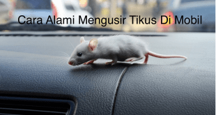 Cara Alami Mengusir Tikus Di Mobil