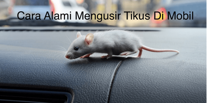 Cara Alami Mengusir Tikus Di Mobil