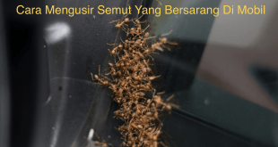 Cara Mengusir Semut