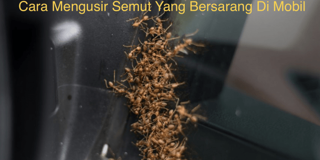 Cara Mengusir Semut