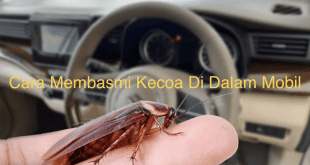 Cara Membasmi Kecoa Di Dalam Mobil